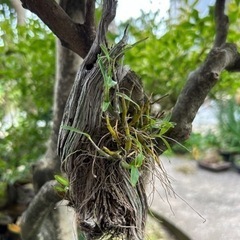 セッコク（長生蘭）　花・植物・枯れ木に着生の画像