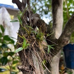 セッコク（長生蘭）　花・植物・枯れ木に着生
