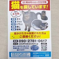 猫を探してます