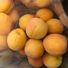 あんず10個　200円！