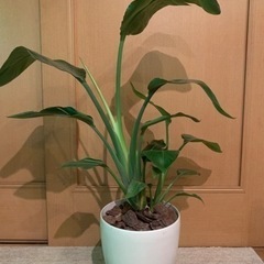 観葉植物　オーガスター