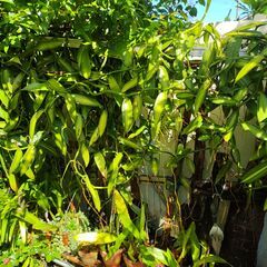 植物【バニラ】の画像