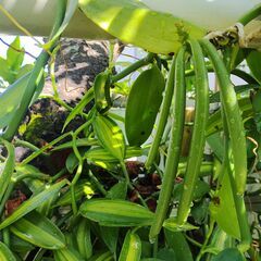 植物【バニラ】の画像