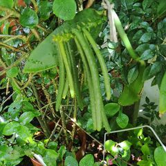 植物【バニラ】の画像
