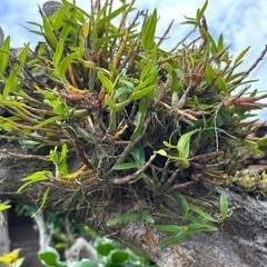 セッコク（長生蘭）　花・植物・枯れ木に着生の画像