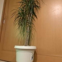 ドラセナマジナータ？　観葉植物の画像
