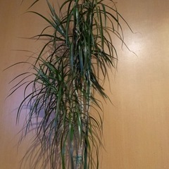 ドラセナマジナータ？　観葉植物の画像