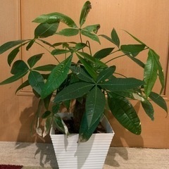 カイエンナッツ　観葉植物