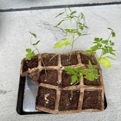 フウセンカズラの苗 差し上げます