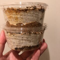 【オオクワガタ幼虫（初令～2令）】マツノ久留米血統、能勢YG（銚子YG）血統の画像