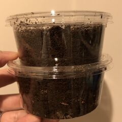 【オオクワガタ幼虫（初令～2令）】マツノ久留米血統、能勢YG（銚子YG）血統の画像