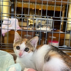 ミケ子猫　メス2ヶ月