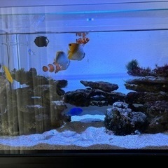 海水魚　ライブロック約10キロ前後