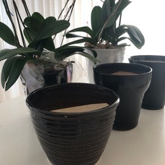 蘭鉢の画像