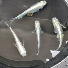メダカ　ミユキフルボディ  稚魚