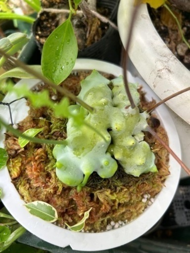 レカノプテリスsp