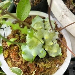 レカノプテリスsp