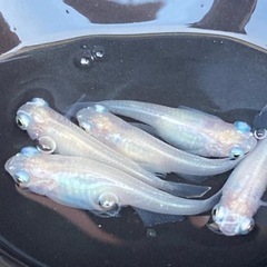 🌈ポニョメダカ又は卵30個以上🌈