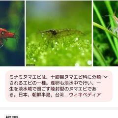 ！ミナミヌマエビ探しています
