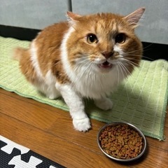 長毛猫🐈　問合せ多数
