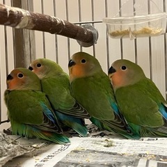 鳥　コザクラ　インコ　　コザクラインコ
