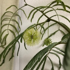 エバーフレッシュ　観葉植物　150cmの画像
