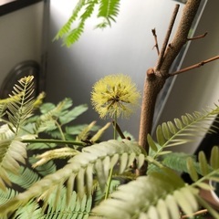 エバーフレッシュ　観葉植物　150cmの画像