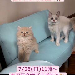 7/28(日)譲渡会。ラグドール・足長ミヌエット(⋈◍＞◡＜◍)。✧♡