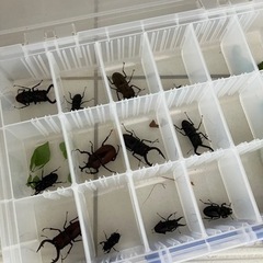 カブトムシ　クワガタの画像