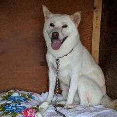 柴犬  白  ブリーダー引退犬 - 旭川市