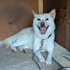 柴犬  白  ブリーダー引退犬 - 里親募集