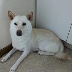 柴犬  白  ブリーダー引退犬 - 犬