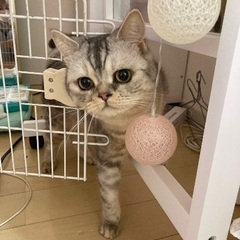 長期出張で飼えなくなり、引取り手を探してます。