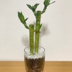 １点800円　観葉植物　ハイドロカルチャー　多肉植物