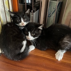 ⭐️しどろ＆もどろ本譲渡㊗️