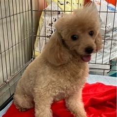 トイプードルの姉妹です。（代理投稿です）