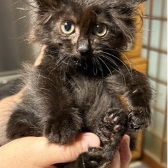 黒仔猫　人気の長毛さん2匹(=^ェ^=)