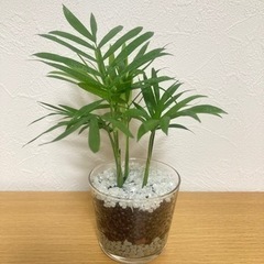 １点500円　観葉植物　ハイドロカルチャー　多肉植物
