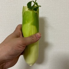 白いとうもろこし　先端カット6本