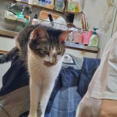 10歳猫雄去勢済、可愛がってくださる方