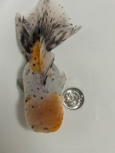 金魚　極上　ローズテールオランダ