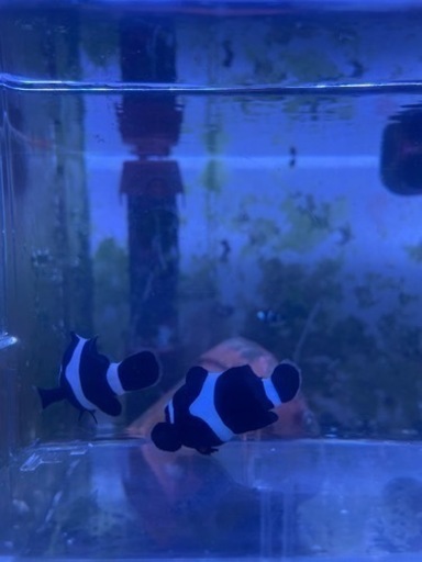 海水魚、熱帯魚、サンゴ、イソギチャク