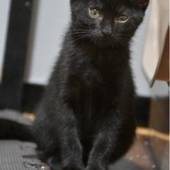 黒猫　女の子