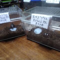 虫かごにカブトムシ雄1匹