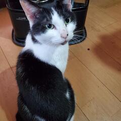 10歳猫 雌避妊済。可愛がってくださる方