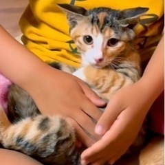 しましまミケにゃん子猫里親募集