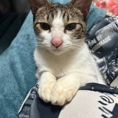 緊急里親募集本日までです！