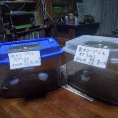 虫かごにカブトムシ雄、雌各1匹入れました。