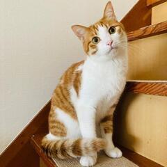 里親様が決まりました。ありがとうございます。ハチワレ茶トラ２歳♂...