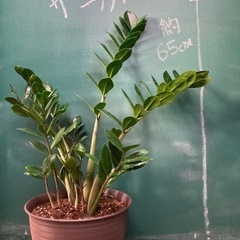 観葉植物ザミオクルカス